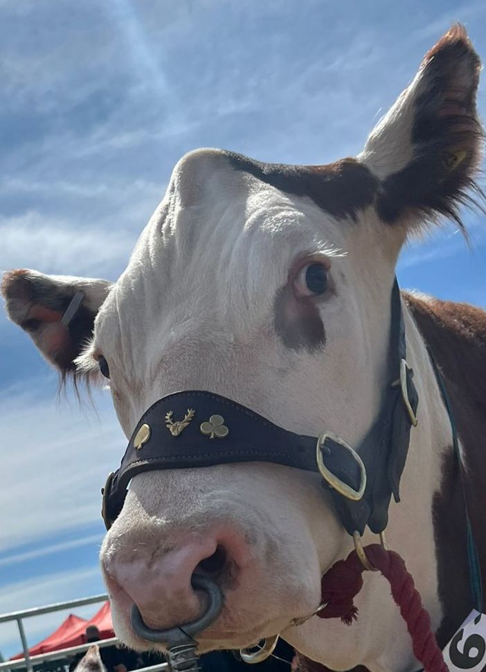 Meet The Moos Damsel